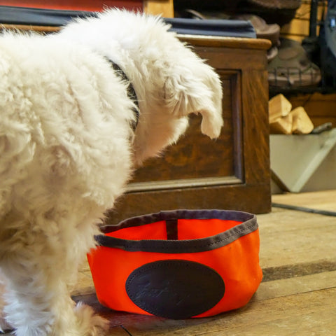 White small dog next to orange dog dish. 